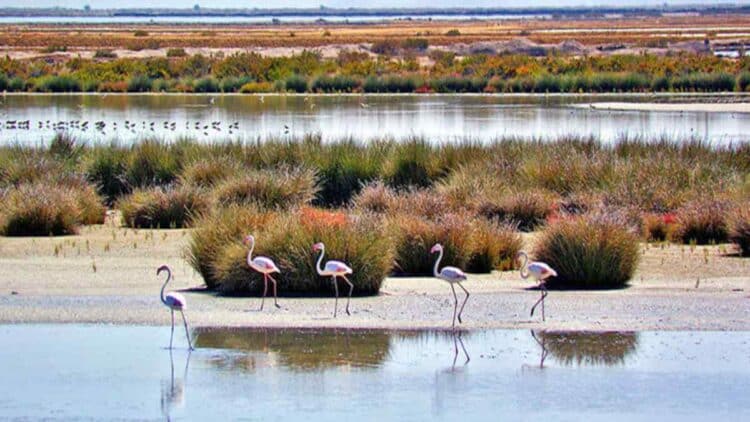 Un mosquito pone en peligro al Parque Nacional de Doñana.